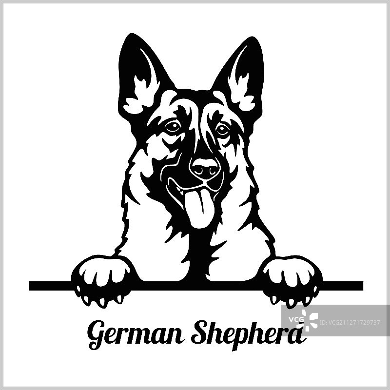 德国牧羊犬面部特写图片素材