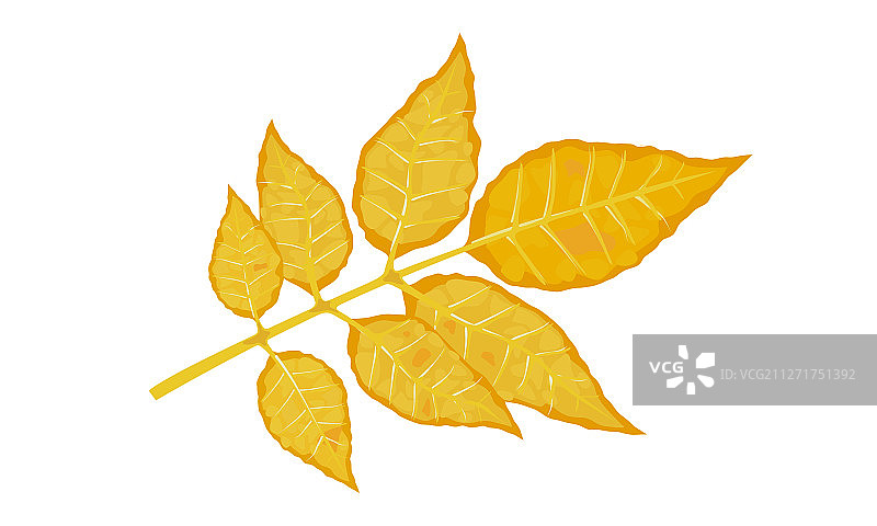 秋季的白蜡树叶图片素材