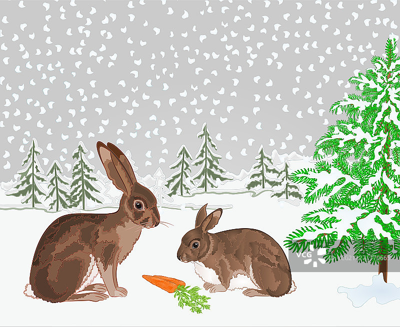冬季雪兔森林景观图片素材