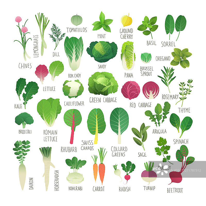 蔬菜和香草图片素材