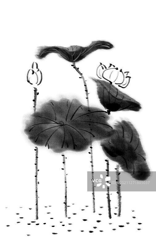 写意荷花图片素材