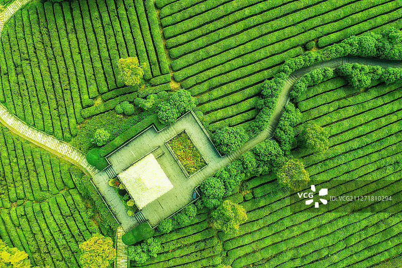 绿色茶园+浙江省湖州市吴兴区吴越邱城遗址图片素材