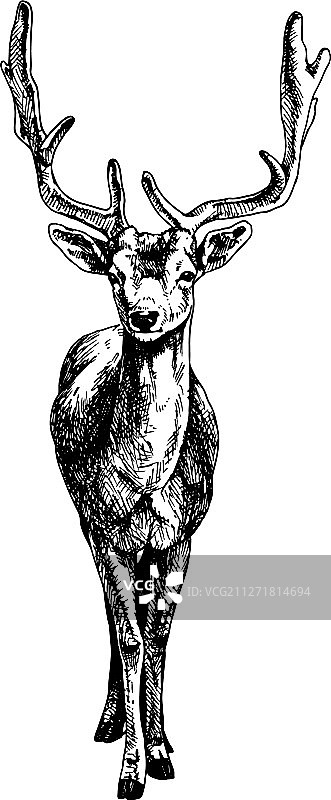 阴影小鹿图片素材