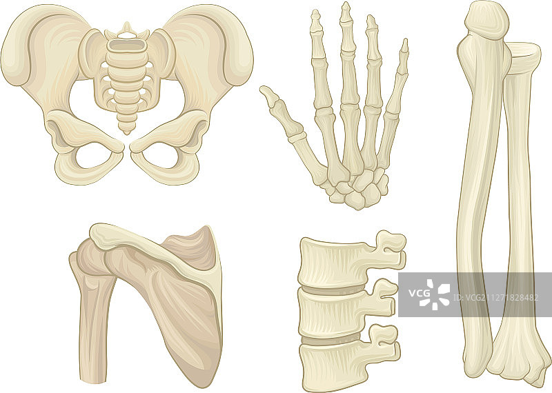 逼真的人体骨骼零件解剖集合图片素材