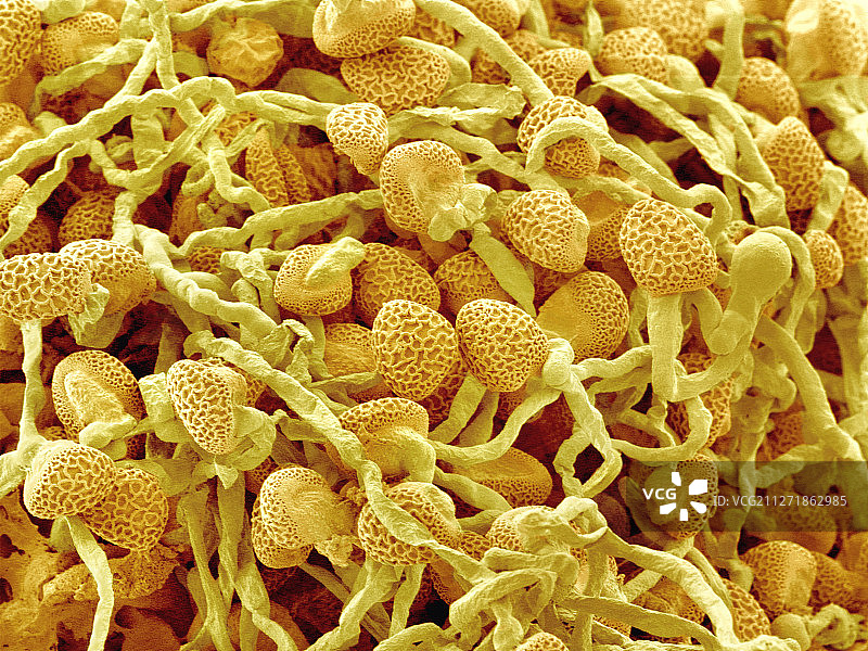 百合花的花粉管图片素材