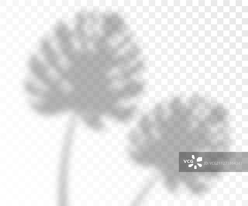 龟背竹叶阴影叠加效果图片素材