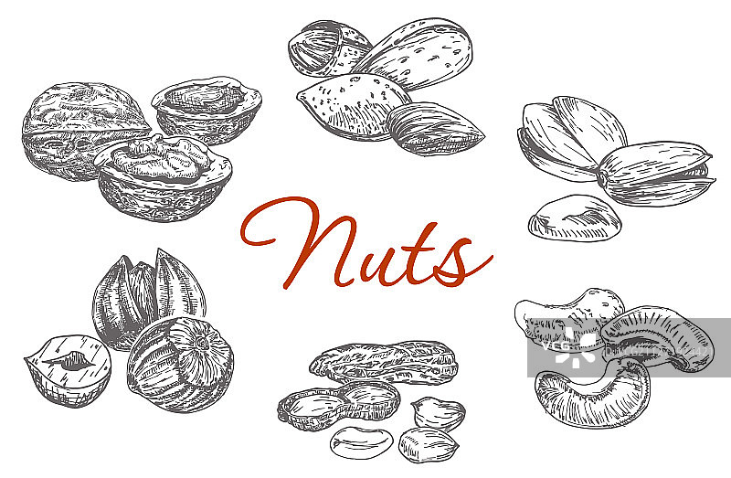各种坚果素描核桃图片素材