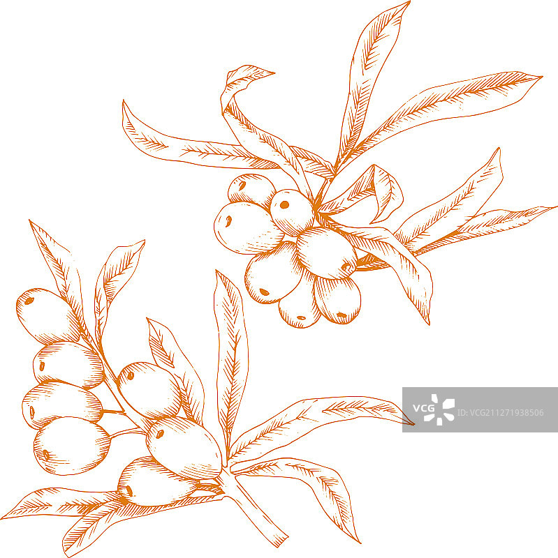 白色背景上的橙色沙棘植物图标图片素材