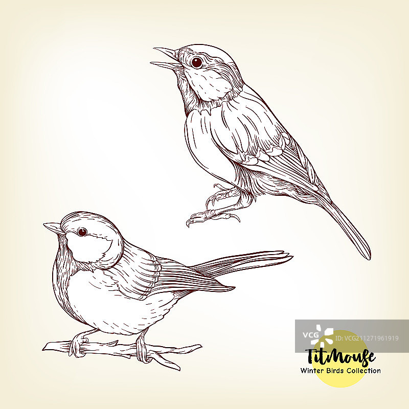 山雀 - 冬季元素符号图片素材