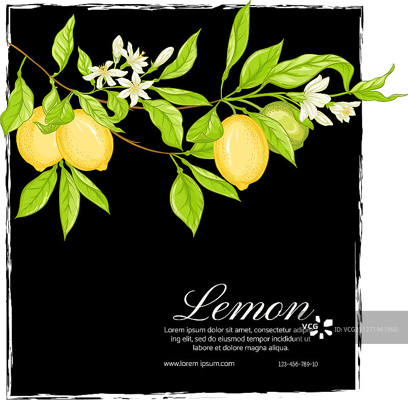 带柠檬的柠檬树枝图片素材