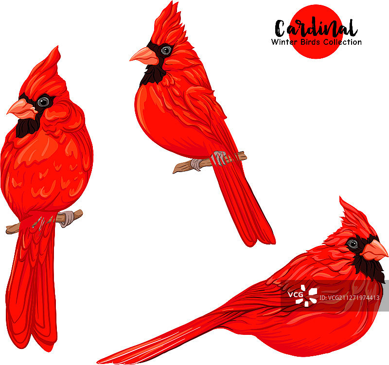 北美红雀图片素材