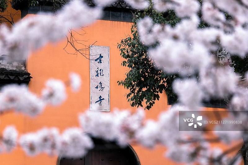 中国江苏省南京市古鸡鸣寺春季樱花盛开场景图片素材