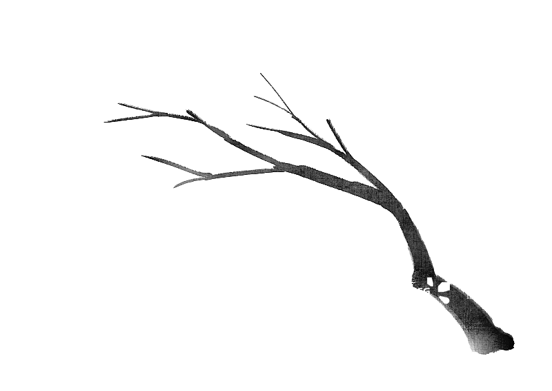 水墨风树枝图片素材