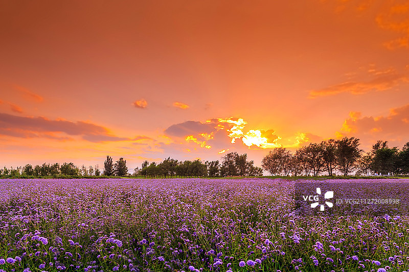 北京紫谷伊甸园薰衣草花海黄昏图片素材
