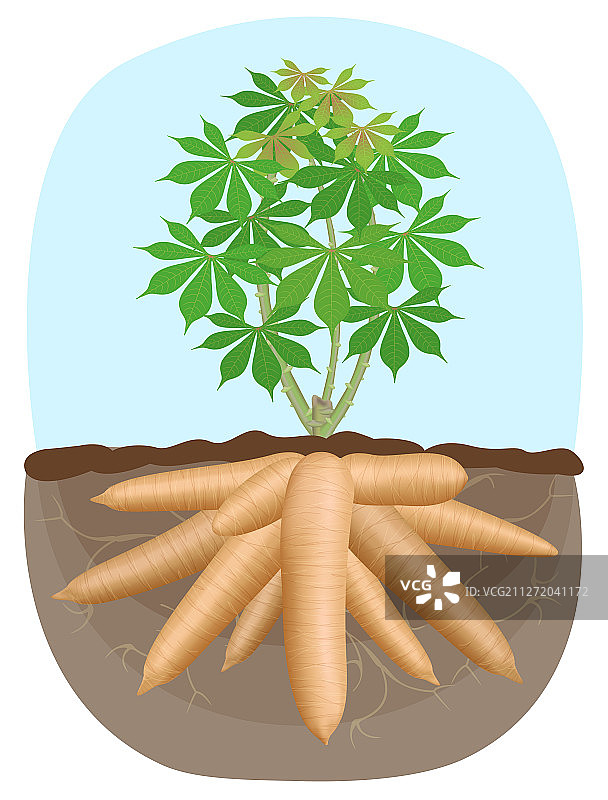 木薯树植物木薯地下根图片素材