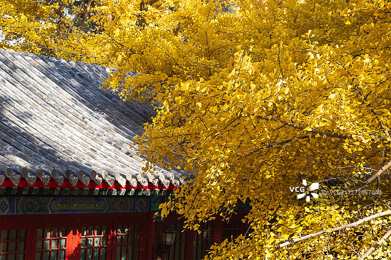 银杏与大觉寺图片素材