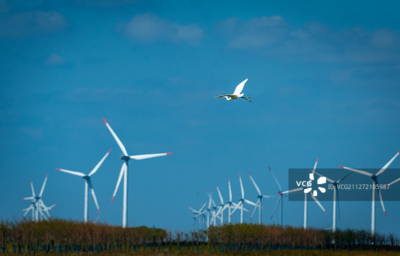 海边湿地，风力发电机阵列和海鸟和谐共存图片素材