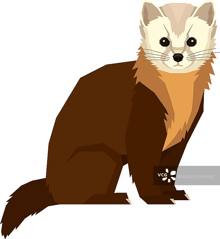 孤立的野生动物松貂图片素材