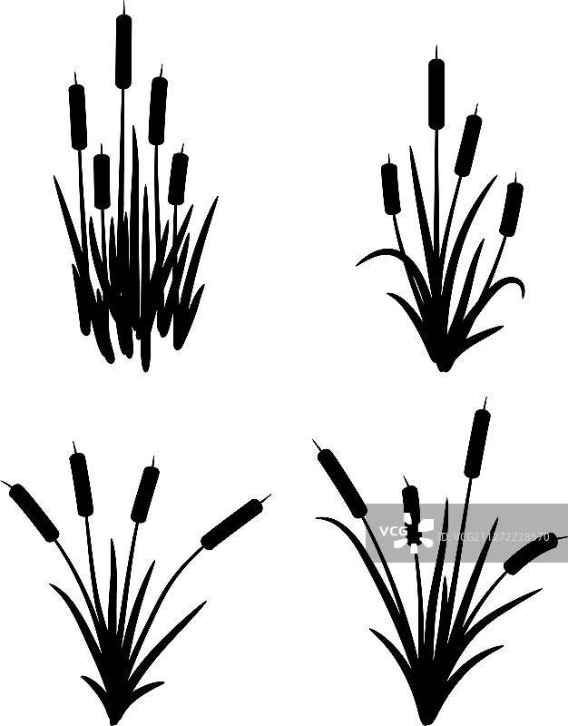 香蒲沼泽草本植物图片素材