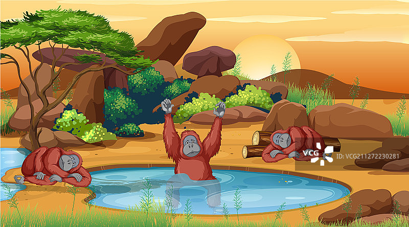 池塘边的三只黑猩猩图片素材