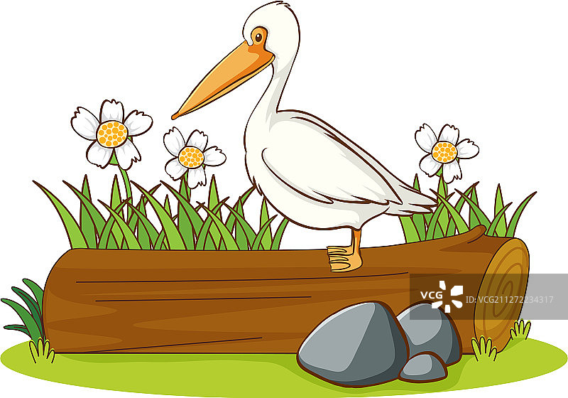 栖息在木头上的鹈鹕鸟照片图片素材