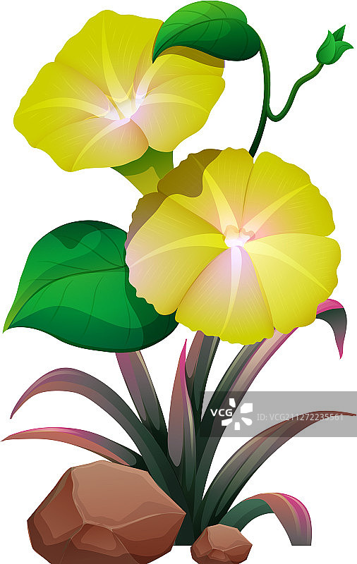 白色背景上的黄色喇叭花图片素材