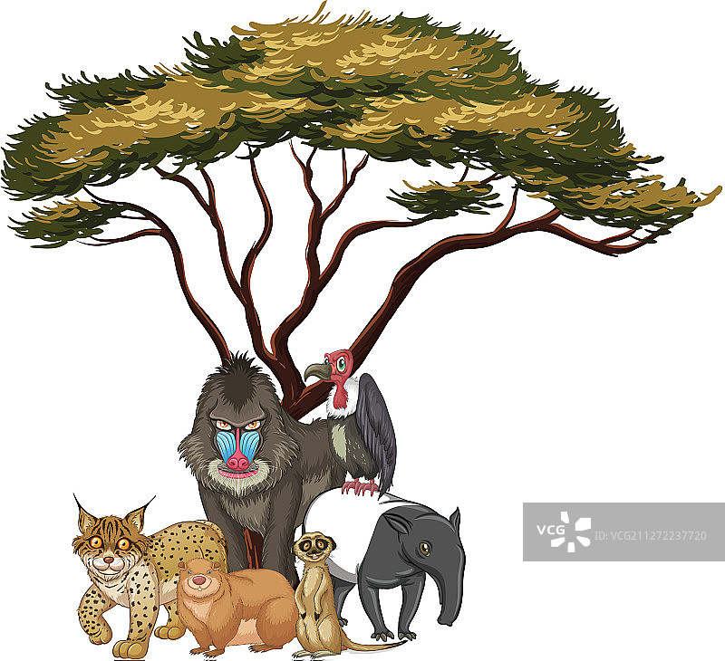 树下的野生动物图片素材