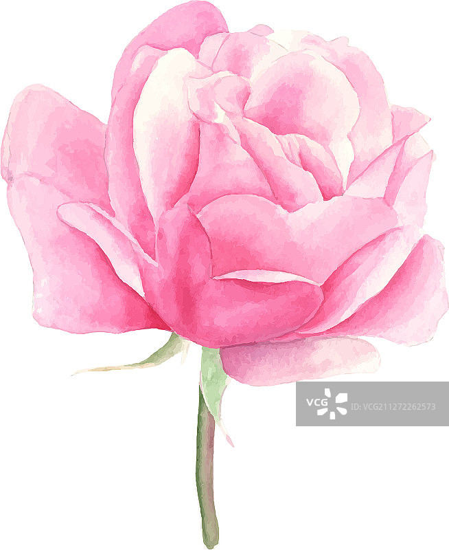 玫瑰手绘水彩植物图案图片素材