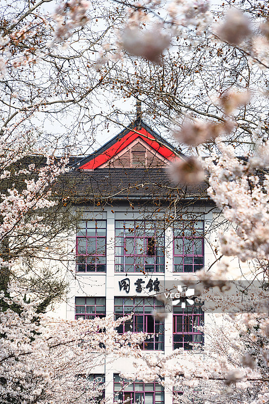 南京林业大学樱花盛开图片素材