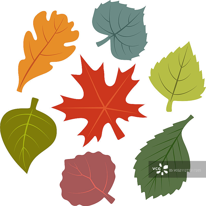 秋叶：枫树、榆树、桦树、白杨树图像图片素材