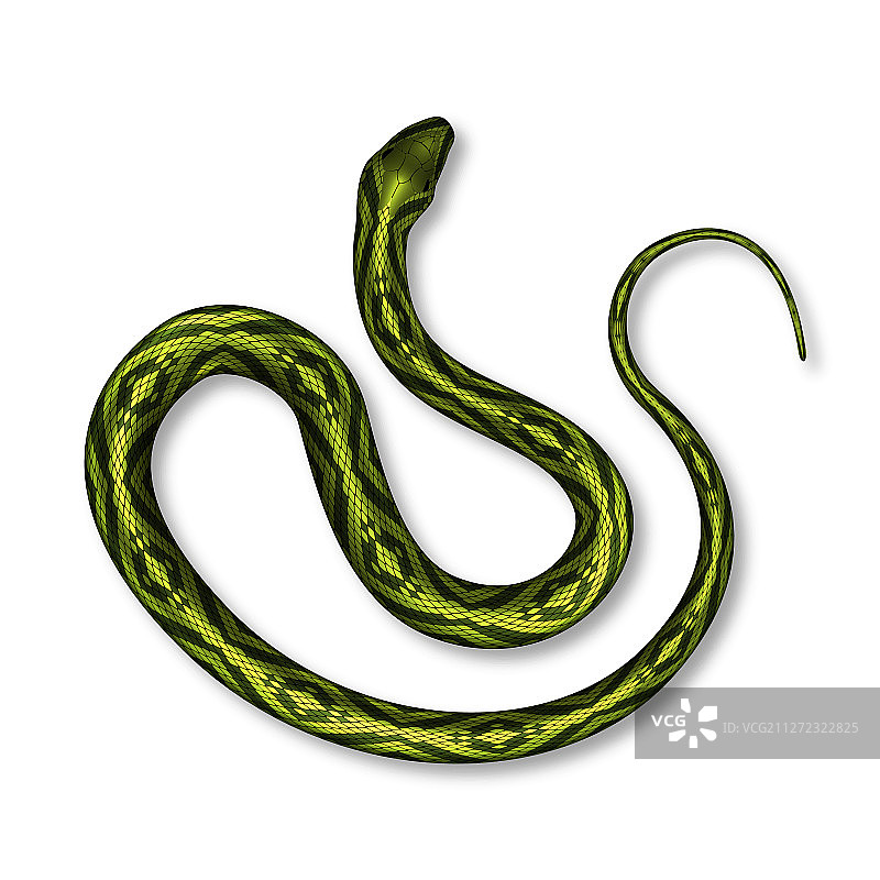 色彩鲜艳的毒蛇俯视图图片素材