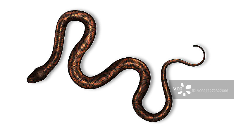 带有危险毒素和鲜艳色彩的蛇图片素材