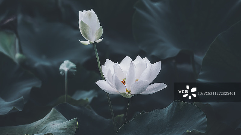 白荷花图片素材