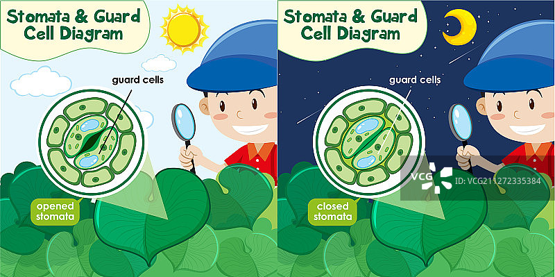 两个男孩在看植物图片素材