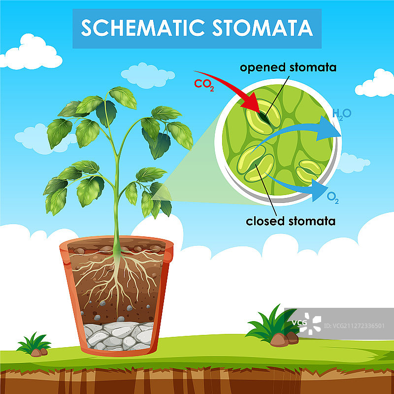 气孔示意图图片素材