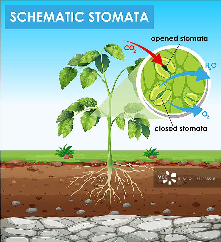 气孔示意图图片素材
