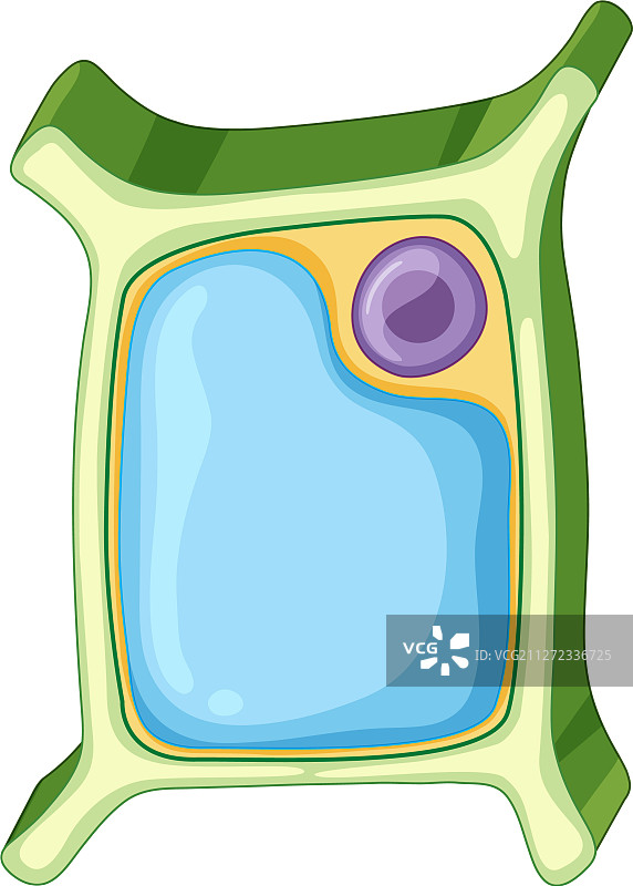 植物细胞图图片素材