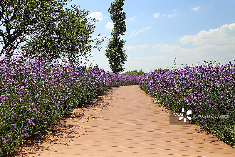 小路两旁种满马鞭草图片素材