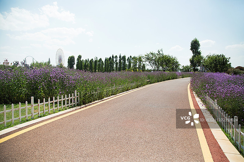 小路两旁种满马鞭草图片素材