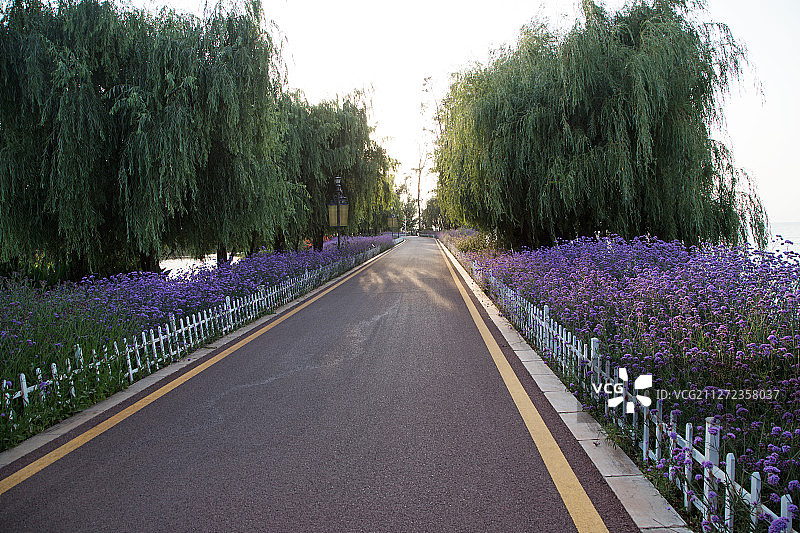 小路两旁种满马鞭草图片素材