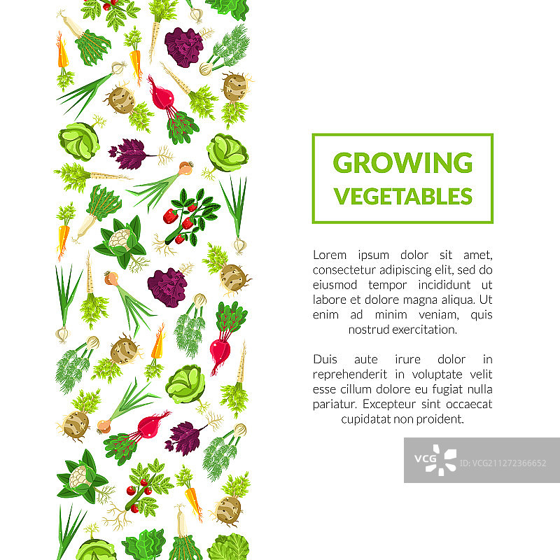 蔬菜种植明信片图片素材