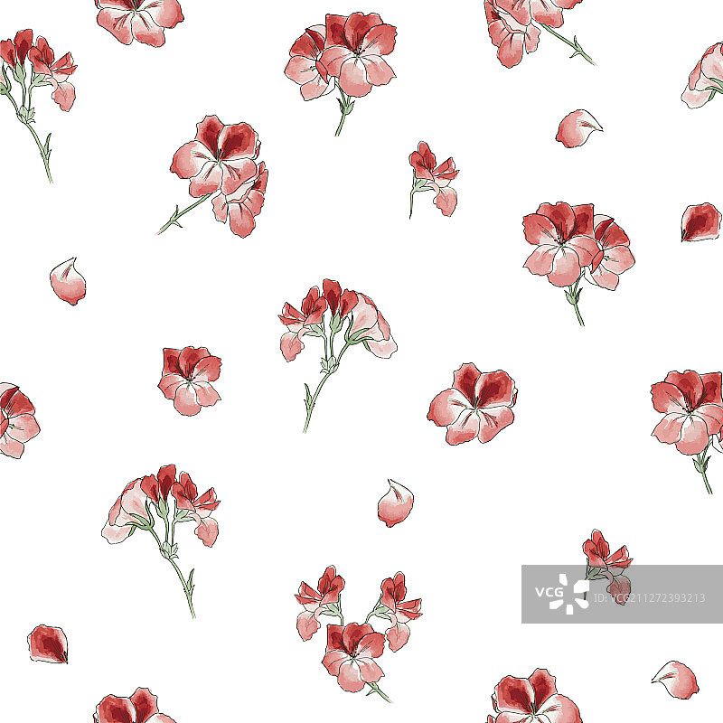 花园天竺葵图片素材