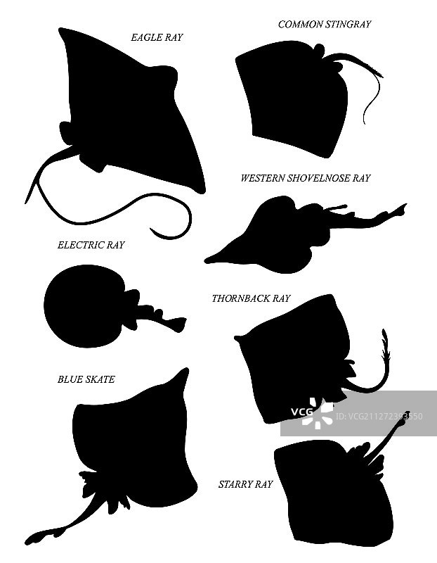 鳐鱼黑色剪影图片素材