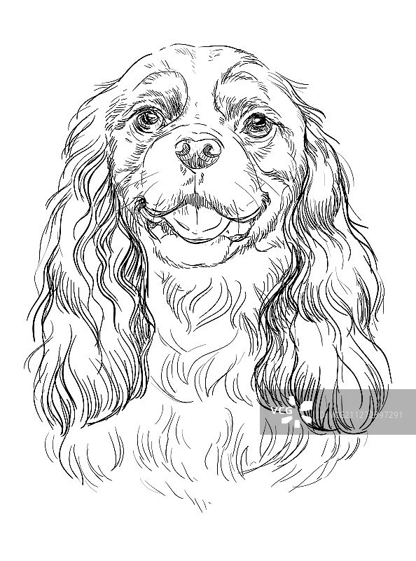 查理士王小猎犬手绘图片素材