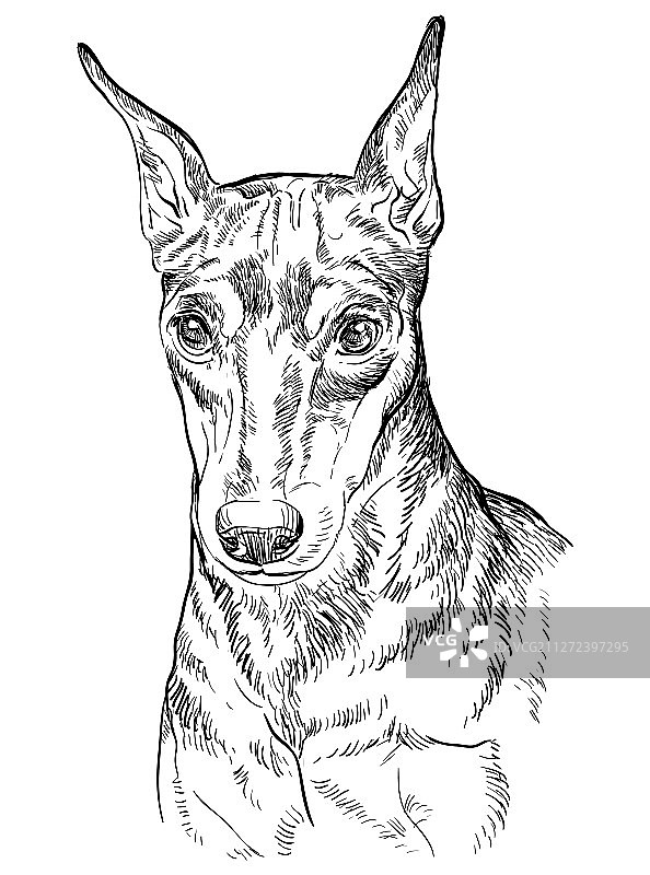 迷你杜宾犬手绘肖像图片素材