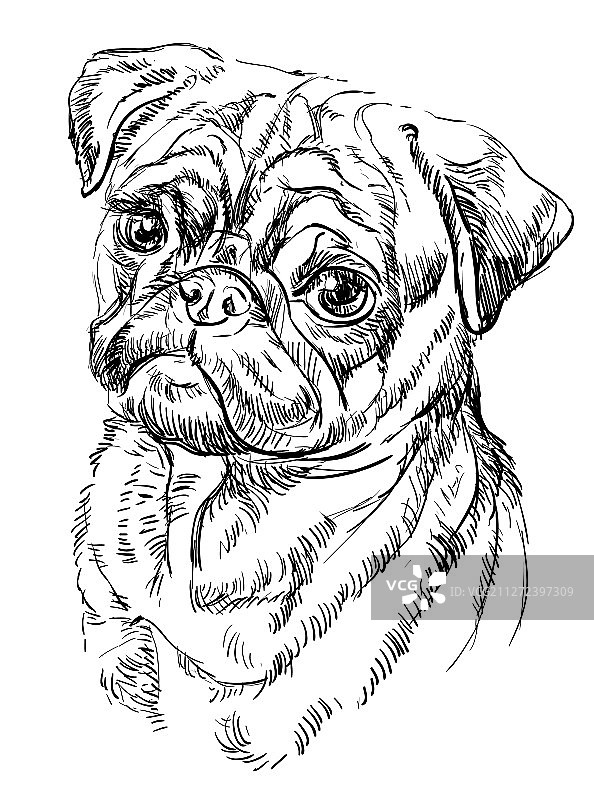 巴哥犬手绘肖像图片素材