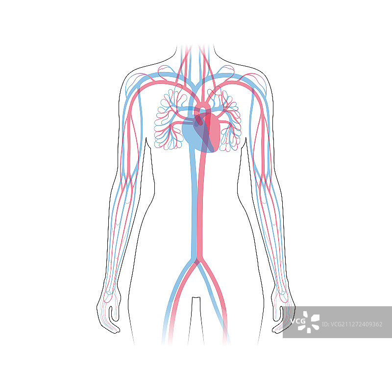 循环系统解剖学图片素材