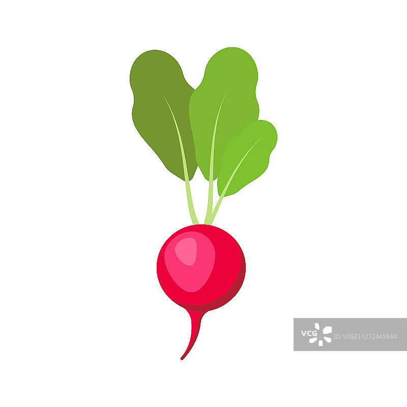 白色背景上的萝卜图片素材