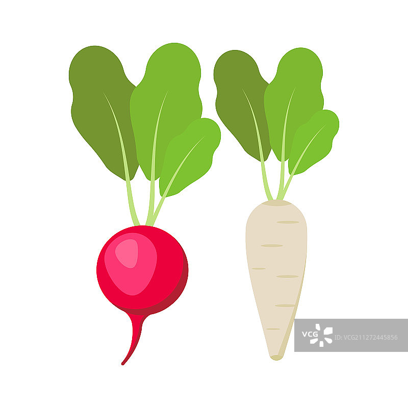 白色背景上的萝卜图片素材
