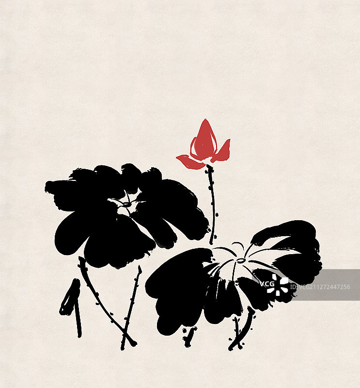 荷花荷叶图片素材